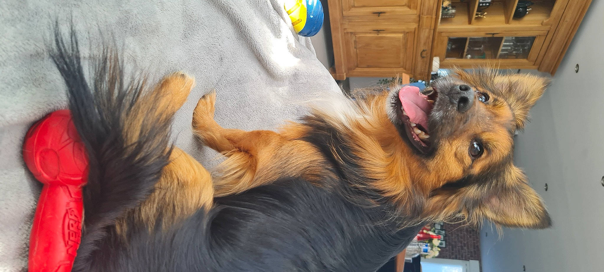 Flèche a rejoint le concours — aidez-le/la à gagner de superbes lots ! cabinetry, canidae, carnivore, chest, claw, companion_dog, cupboard, dog, dog_breed, drawer, fawn, fur, hardwood, paw, snout, sporting_group, whiskers, wood, wood_stain, working_dog