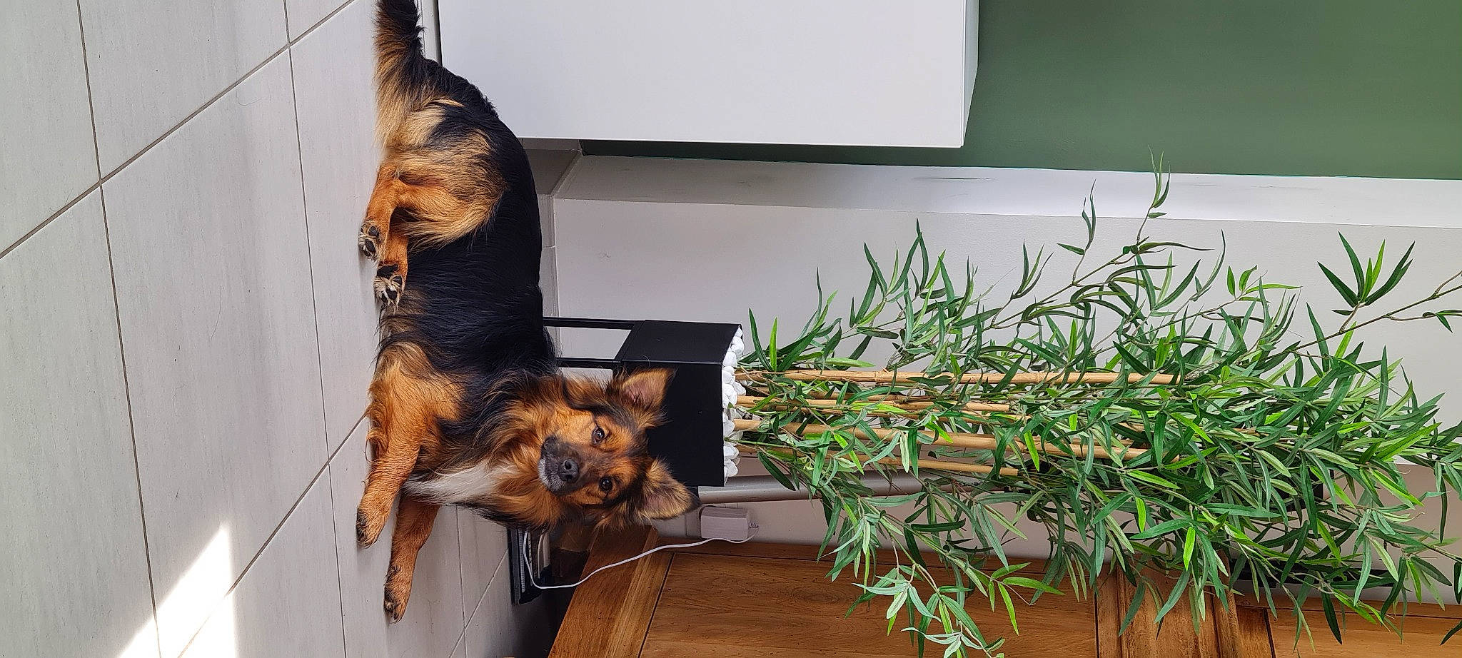 Flèche a rejoint le concours — aidez-le/la à gagner de superbes lots ! carnivore, comfort, companion_dog, dog, dog_breed, fawn, felidae, flowerpot, fur, grass, herb, houseplant, pet_supply, plant, sporting_group, tail, terrestrial_plant, whiskers, window, wood