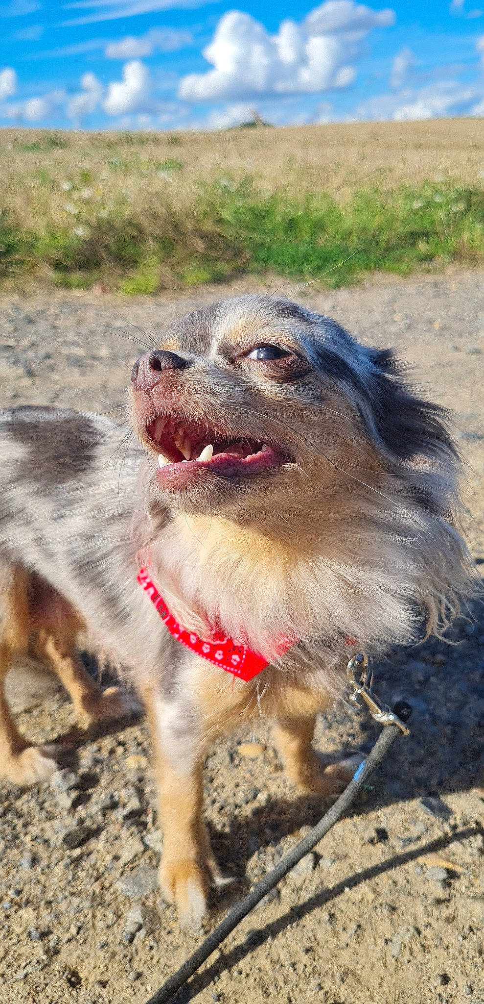 Talia a rejoint le concours — aidez-le/la à gagner de superbes lots ! canidae, carnivore, collar, companion_dog, dog, dog_breed, dog_collar, dog_supply, fang, fawn, fur, leash, paw, plant, snout, sporting_group, terrestrial_animal, whiskers, working_animal, working_dog