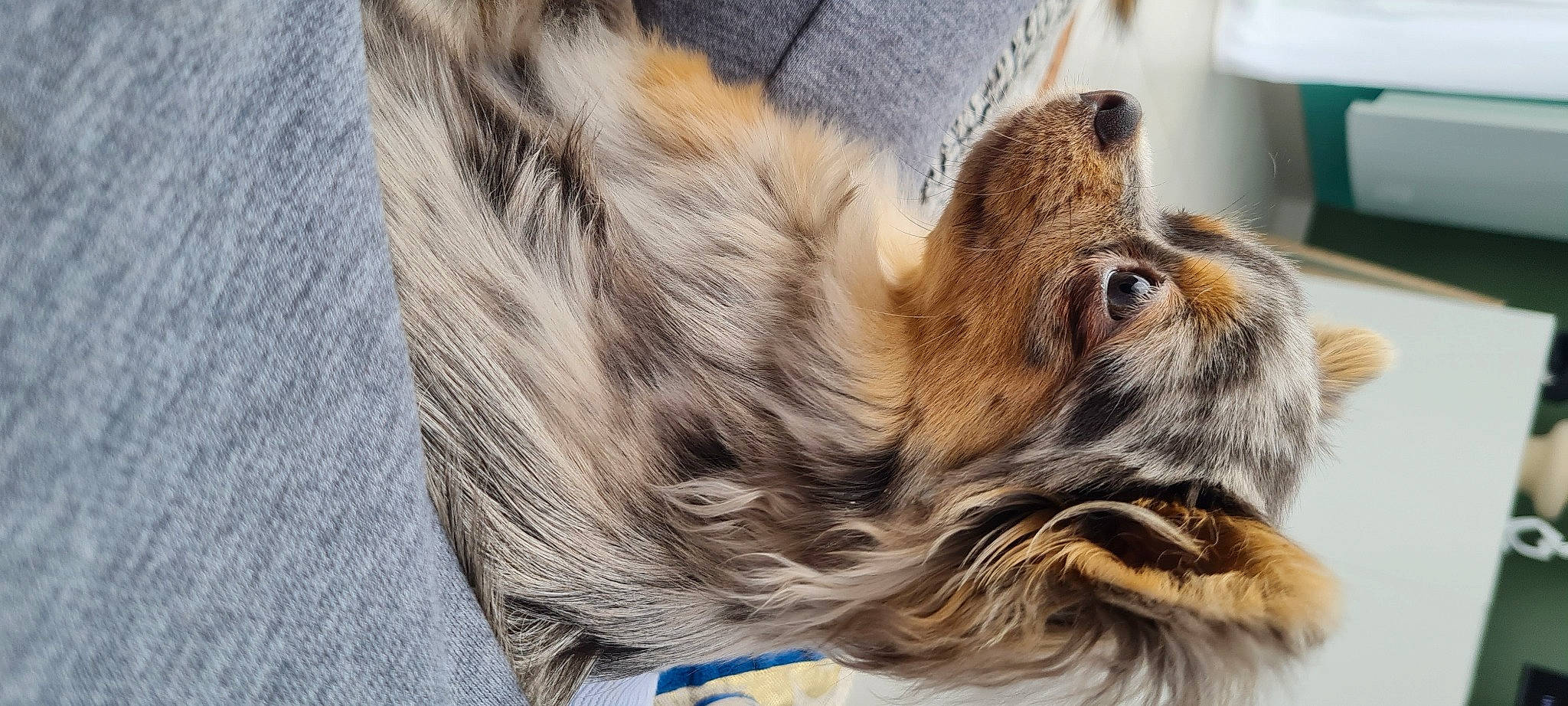 Talia a rejoint le concours — aidez-le/la à gagner de superbes lots ! canidae, carnivore, claw, close_up, companion_dog, dog, dog_breed, ear, eye, fawn, felidae, fur, liver, paw, snout, sporting_group, terrestrial_animal, whiskers, wildlife, wood