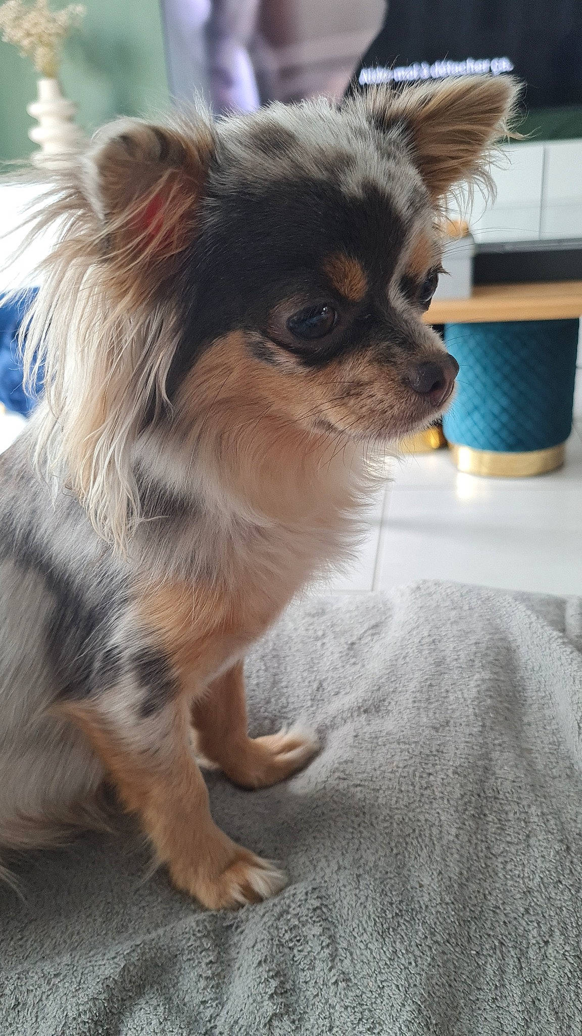 Talia participe au concours pour gagner de l'argent avec cette photo : canidae, carnivore, companion_dog, dog, dog_breed, dog_supply, fawn, fur, papillon, snout, sporting_group, terrestrial_animal, toy_dog, whiskers, wildlife, working_animal, working_dog