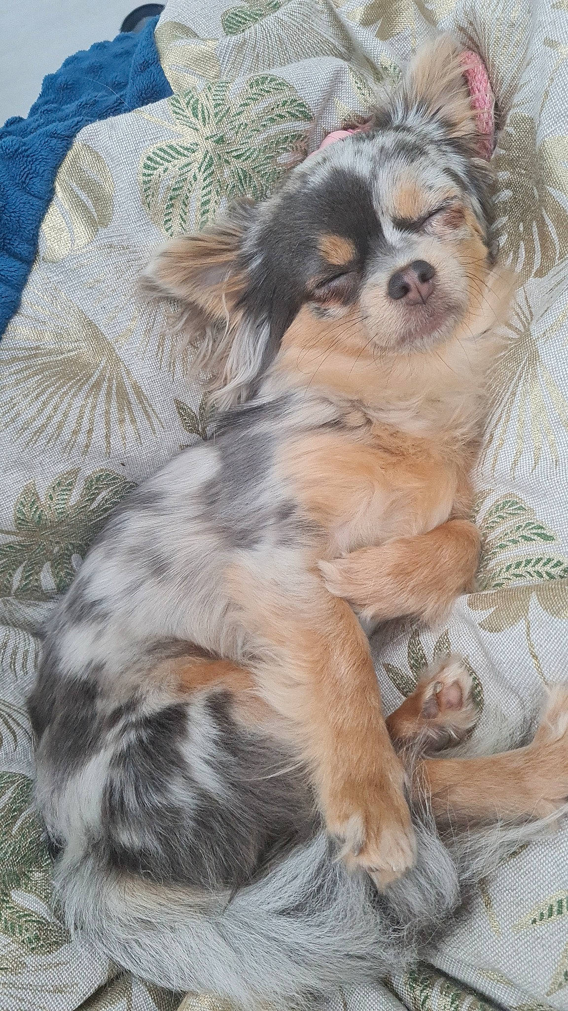 Talia participe au concours pour gagner de l'argent avec cette photo : canidae, carnivore, companion_dog, corgi_chihuahua, dog, dog_breed, dog_supply, fawn, fur, liver, snout, sporting_group, terrestrial_animal, toy_dog, whiskers, working_animal