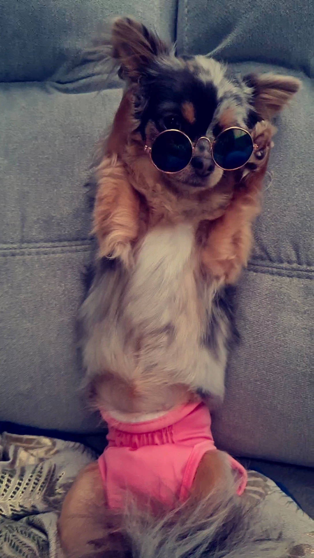 Talia participe au concours pour gagner de l'argent avec cette photo : carnivore, cloud, companion_dog, dog, dog_breed, ear, eyewear, fawn, fur, glasses, goggles, personal_protective_equipment, pink, selfie, snout, sunglasses, thigh, toy_dog, vision_care, whiskers