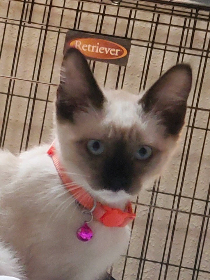 Carlos is registered to the contest to win money with this photo: balinese, carnivore, cat, collar, domestic_short_haired_cat, fawn, felidae, fur, line, paw, pet_supply, photo_caption, siamese, small_to_medium_sized_cats, snout, tail, terrestrial_animal, thai, tonkinese, whiskers