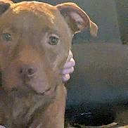 Max Huffaker is registered to the contest to win money with this photo: dog, brown_dog, pet, close_up, hand, indoor, dark_background, animal, canine, companion, friendly, portrait, looking, muzzle, ears, fur, domestic_animal, face, expression, holding