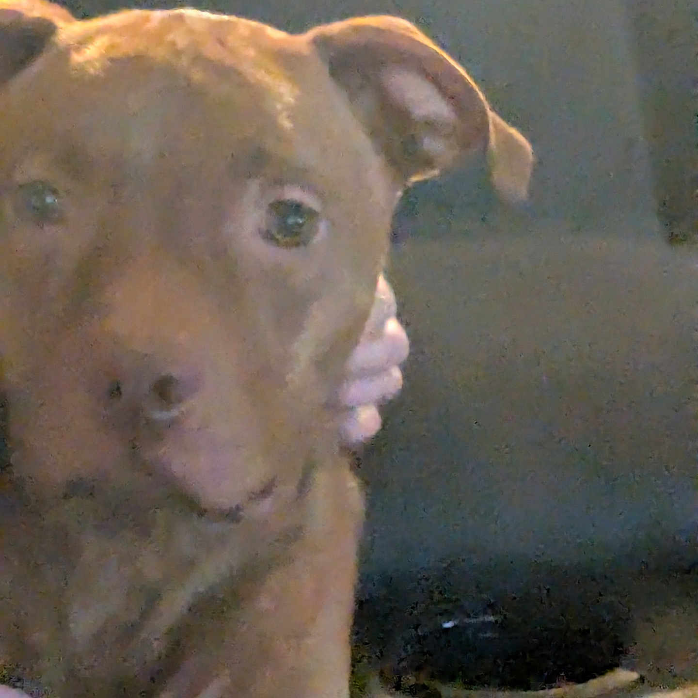 Max Huffaker is registered to the contest to win money with this photo: animal, brown_dog, canine, close_up, companion, dark_background, dog, domestic_animal, ears, expression, face, friendly, fur, hand, holding, indoor, looking, muzzle, pet, portrait