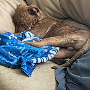 Max Huffaker joined the competition — help win amazing prizes! blanket, brindle, calm, canine, comfortable, couch, cozy, dog, domestic_animal, fur, home, indoor, leather, nap, pet, relaxing, resting, sleeping, tail, wrapped