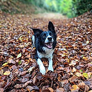 Toinette a rejoint le concours — aidez-le/la à gagner de superbes lots ! animal, autumn, canine, dog, face, grass, head, land, leaf, nature, outdoors, person, pet, photography, plant, portrait, puppy, tree, vegetation, woodland