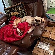 Princess Leia is registered to the contest to win money with this photo: dog, leather_chair, red_blanket, decorative_pillow, rabbit_design, cardboard_boxes, green_box, curtains, floor, indoor, pet, resting, cozy, furniture, small_dog, brown_color, fabric, home_interior, relaxed, stuffed_toy