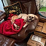 dog, leather_chair, red_blanket, decorative_pillow, rabbit_design, cardboard_boxes, green_box, curtains, floor, indoor, pet, resting, cozy, furniture, small_dog, brown_color, fabric, home_interior, relaxed, stuffed_toy