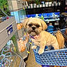 dog, shih_tzu, small_dog, pet_store, shopping_cart, pet_food, dog_treats, aquarium, fish_tank, pet_toys, leash, collar, pink_collar, long_fur, brown_fur, cream_fur, indoors, shopping, portrait, funny