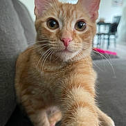 Vanellope joined the competition — help win amazing prizes! cat, ginger_cat, pet, animal, paw, whiskers, close_up, indoor, living_room, sofa, furniture, curious, cute, fur, ears, eyes, nose, mammal, domestic_animal, house_pet