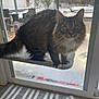 Ralph is registered to the contest to win money with this photo: cat, tabby, window, snow, outdoor, pet, feline, curious, indoor, shelf, fur, whiskers, eyes, tail, paw, home, winter, backyard, glass, daylight