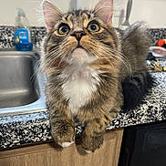 Ralph joined the competition — help win amazing prizes! cat, tabby, kitten, curious, kitchen, countertop, sink, paper_towel, dish_soap, fur, whiskers, pet, domestic_animal, indoor, close_up, eyes, paws, household, feline, cute