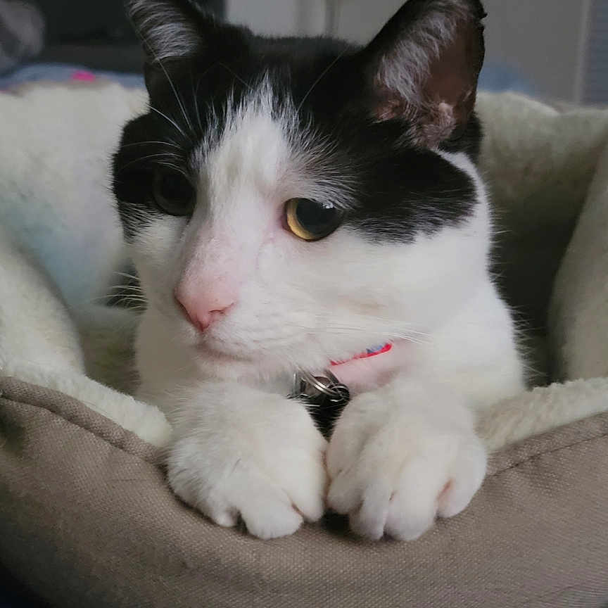 Oreo joined the competition — help win amazing prizes! abyssinian, animal, architecture, armchair, building, cat, chair, couch, cushion, furniture, homedecor, indoors, kitten, livingroom, manx, person, pet, room, siamese, sleeping