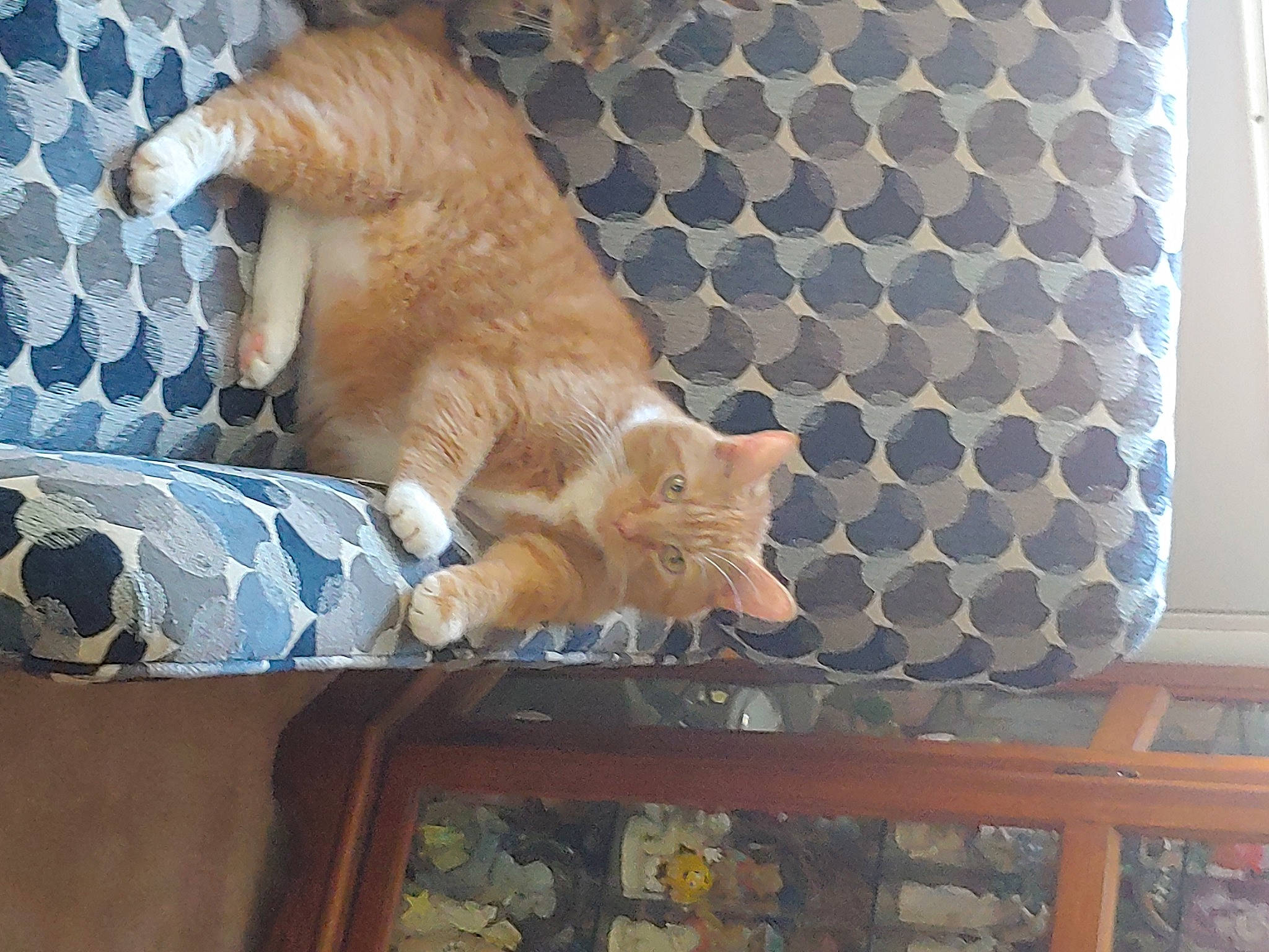 Knucklehead joined the competition — help win amazing prizes! animal_shelter, carnivore, cat, claw, comfort, domestic_short_haired_cat, fawn, felidae, fur, linens, nap, pattern, paw, room, sitting, small_to_medium_sized_cats, tail, tree, whiskers, wood