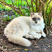 Ruby joined the competition — help win amazing prizes! cat, blue_eyes, fluffy_fur, forest_floor, tree, leaves, twigs, outdoor, nature, animal, pet, wildlife, relaxed, lying_down, mammal, cute, whiskers, fur, ground, daylight