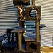 animal, architecture, building, cat, chair, furniture, hardwood, homedecor, house, housing, indoors, interiordesign, livingroom, pet, plywood, room, rug, shelf, table, wood