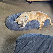 Dusty is registered to the contest to win money with this photo: dog, sleeping, pet_bed, living_room, carpet, furniture, cozy, relaxed, small_dog, fluffy_bed, brown_dog, indoor, home, resting, canine, comfort, animal, napping, soft, quiet