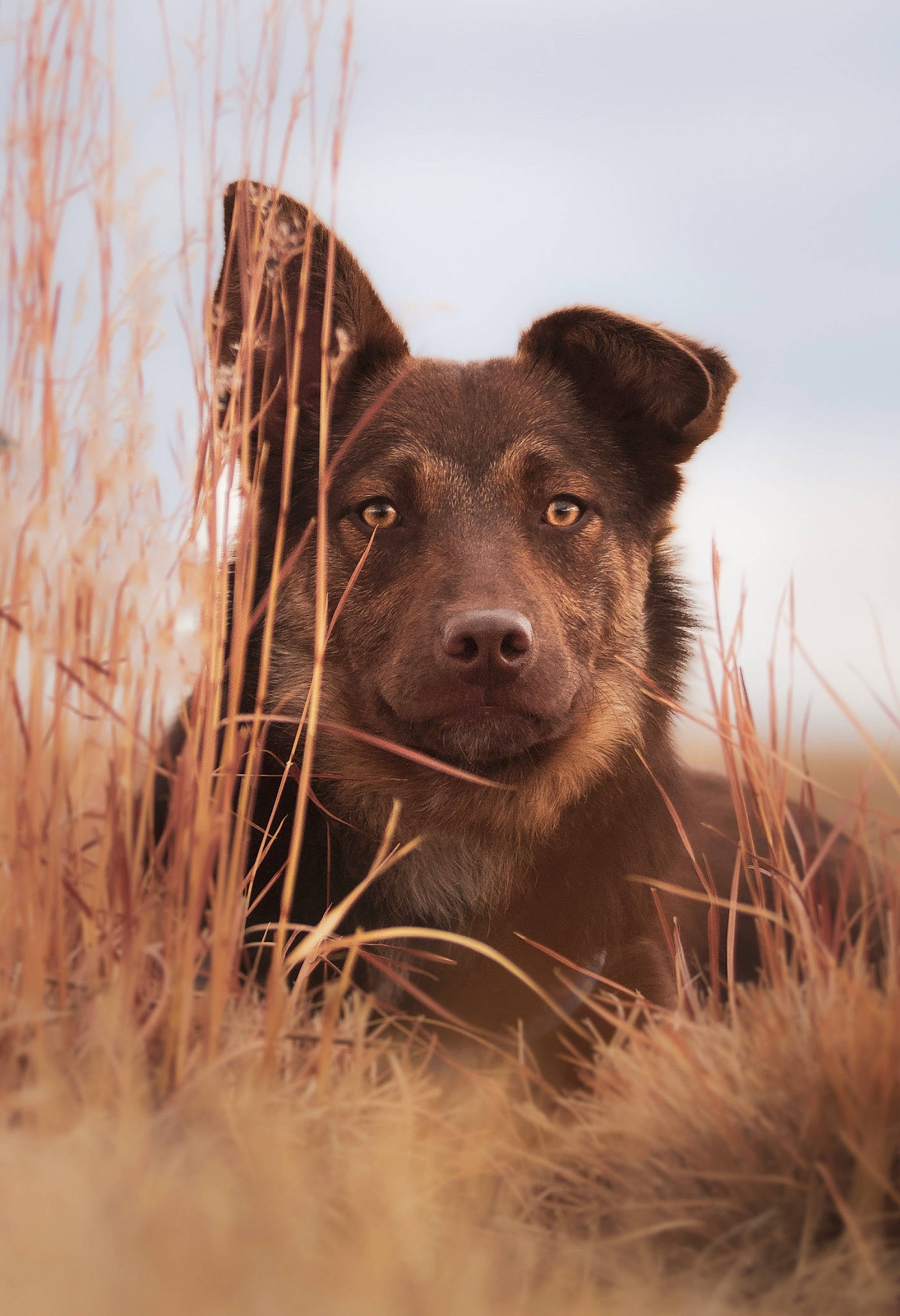 Chili is registered to the contest to win money with this photo: canidae, carnivore, companion_dog, dog, dog_breed, fawn, fur, grass, grassland, landscape, liver, sky, snout, sporting_group, terrestrial_animal, whiskers, winter, wood, working_animal, working_dog