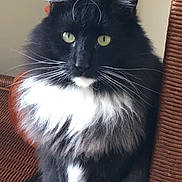 Allie joined the competition — help win amazing prizes! cat, black_and_white, fluffy, sitting, wicker_chair, indoor, green_eyes, houseplant, glass_table, pet, portrait, feline, whiskers, paws, fur, domestic_animal, relaxed, looking_at_camera, animal, home
