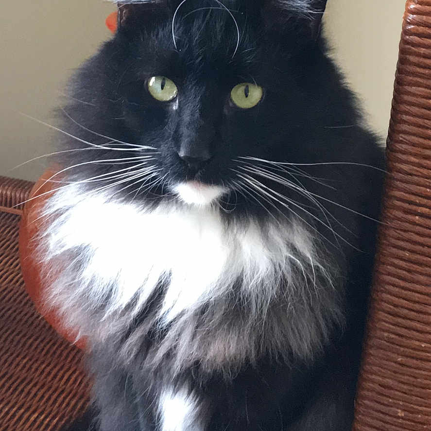 Allie joined the competition — help win amazing prizes! cat, black_and_white, fluffy, sitting, wicker_chair, indoor, green_eyes, houseplant, glass_table, pet, portrait, feline, whiskers, paws, fur, domestic_animal, relaxed, looking_at_camera, animal, home