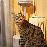 Roblox a rejoint le concours — aidez-le/la à gagner de superbes lots ! carnivore, cat, cat_supply, domestic_short_haired_cat, felidae, fur, grey, room, small_to_medium_sized_cats, snout, tail, terrestrial_animal, whiskers, wood