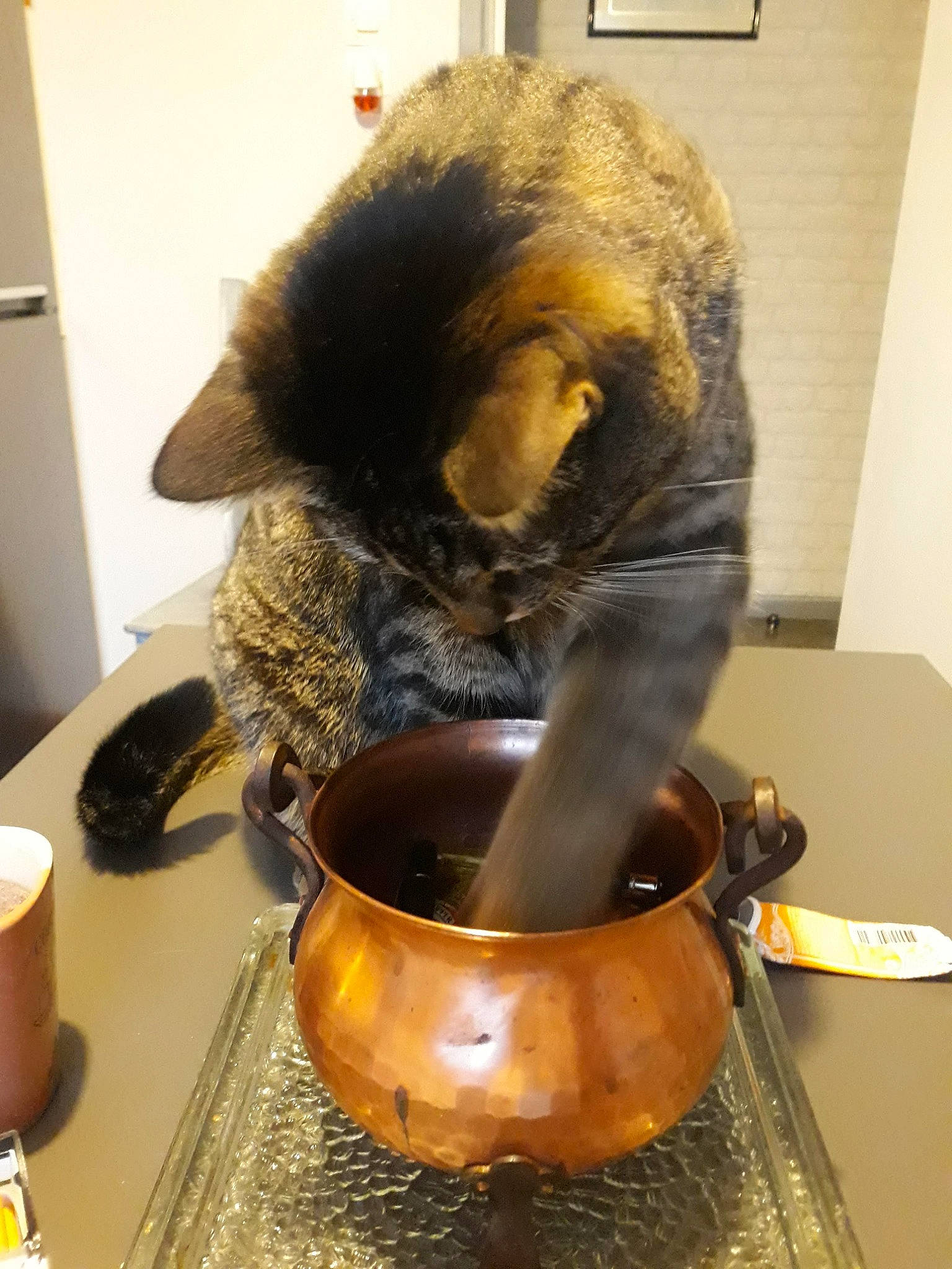 Roblox a rejoint le concours — aidez-le/la à gagner de superbes lots ! animal_feed, cat, cat_supply, cooking, cookware_and_bakeware, cup, domestic_short_haired_cat, drink, felidae, fur, home_appliance, kitchen_appliance, kitchen_utensil, pet_supply, recipe, serveware, whiskers