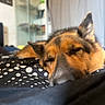 Katanga a rejoint le concours — aidez-le/la à gagner de superbes lots ! dog, german_shepherd, sleeping, resting, bed, blanket, polka_dot, indoor, cozy, close_up, fur, pet, animal, relaxed, napping, domestic, mammal, ears, snout, portrait