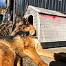 dog, german_shepherd, doghouse, outdoor, sunlight, tongue_out, resting, canine, pet, animal, fur, collar, shed, wood, branches, daylight, relaxed, nature, yard, shadow