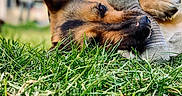 Katanga participe au concours pour gagner de l'argent avec cette photo : dog, german_shepherd, grass, stuffed_toy, paw, outdoor, animal, pet, lying_down, close_up, blurred_background, nature, fur, snout, ears, playful, relaxed, daylight, greenery, calm