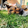 dog, german_shepherd, grass, stuffed_toy, paw, outdoor, animal, pet, lying_down, close_up, blurred_background, nature, fur, snout, ears, playful, relaxed, daylight, greenery, calm