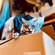 Kinder participe au concours pour gagner de l'argent avec cette photo : cat, cardboard_box, indoor, pet, animal, playful, bite, paw, feline, curious, clothing, shelf, blurred_background, household, domestic, mischievous, tabby, whiskers, ears, closeup