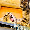Kinder a rejoint le concours — aidez-le/la à gagner de superbes lots ! cat, tabby, yawning, paw, tongue, whiskers, close_up, sunlight, orange_background, relaxed, playful, fur, animal, pet, indoor, feline, shredded_ribbons, curiosity, expression, cute
