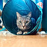 Kinder participe au concours pour gagner de l'argent avec cette photo : cat, tabby, animal, pet, indoor, tunnel, blue, curious, feline, whiskers, eyes, paws, floor, closeup, focus, playful, cozy, background_blur, domestic, cute