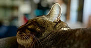 Kinder participe au concours pour gagner de l'argent avec cette photo : cat, animal, pet, whiskers, ear, fur, sleeping, resting, close_up, indoor, cozy, blurred_background, feline, domestic_cat, relaxed, soft_light, mammal, cute, quiet, calm