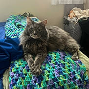 Luka is registered to the contest to win money with this photo: cat, gray_cat, fluffy, crocheted_blanket, bedroom, bed, blanket, paws, curtains, window, furniture, indoor, pet, animal, relaxed, cozy, soft_light, resting, feline, curious