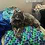 cat, gray_cat, fluffy, crocheted_blanket, bedroom, bed, blanket, paws, curtains, window, furniture, indoor, pet, animal, relaxed, cozy, soft_light, resting, feline, curious