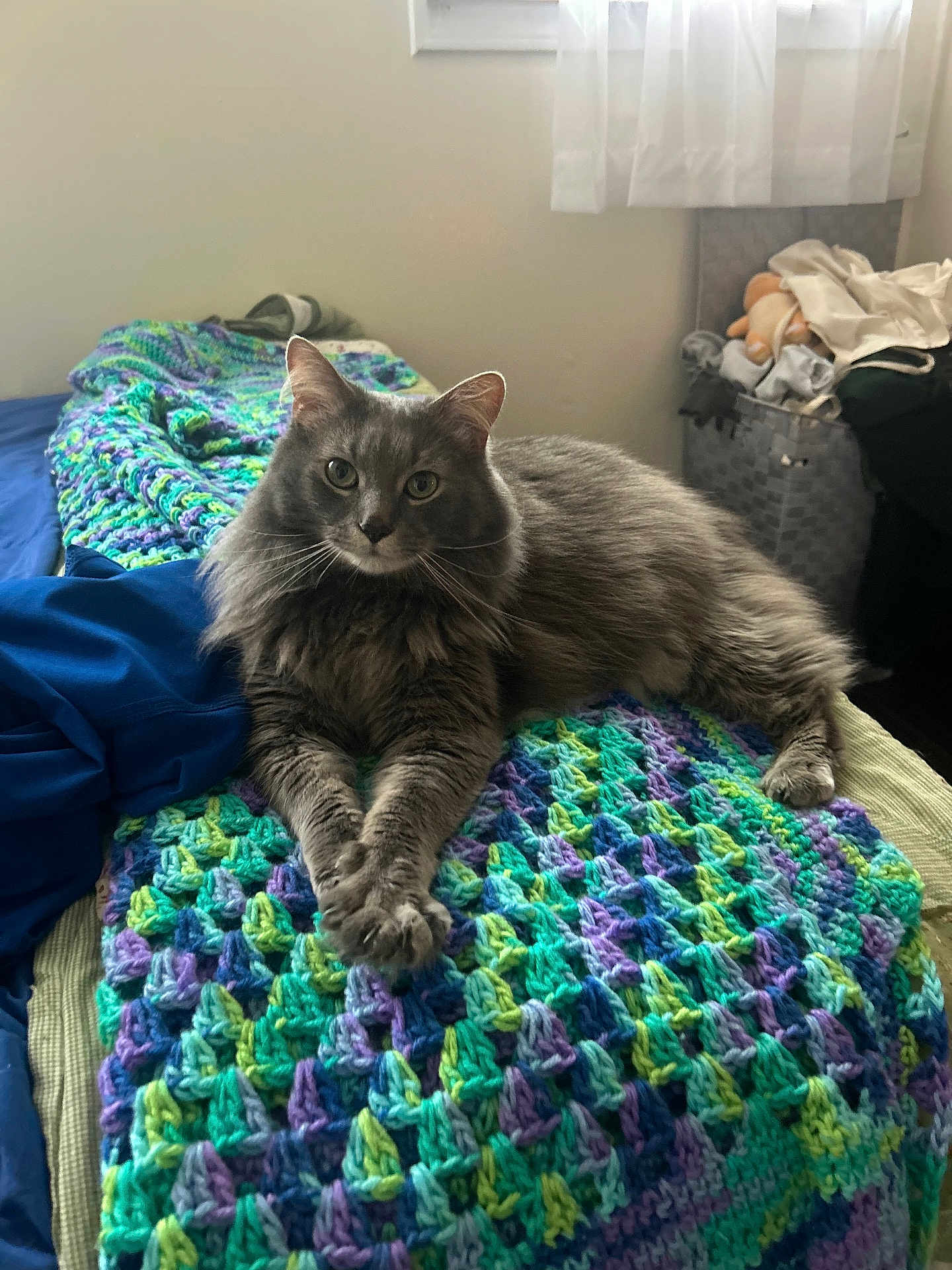 Luka is registered to the contest to win money with this photo: cat, gray_cat, fluffy, crocheted_blanket, bedroom, bed, blanket, paws, curtains, window, furniture, indoor, pet, animal, relaxed, cozy, soft_light, resting, feline, curious