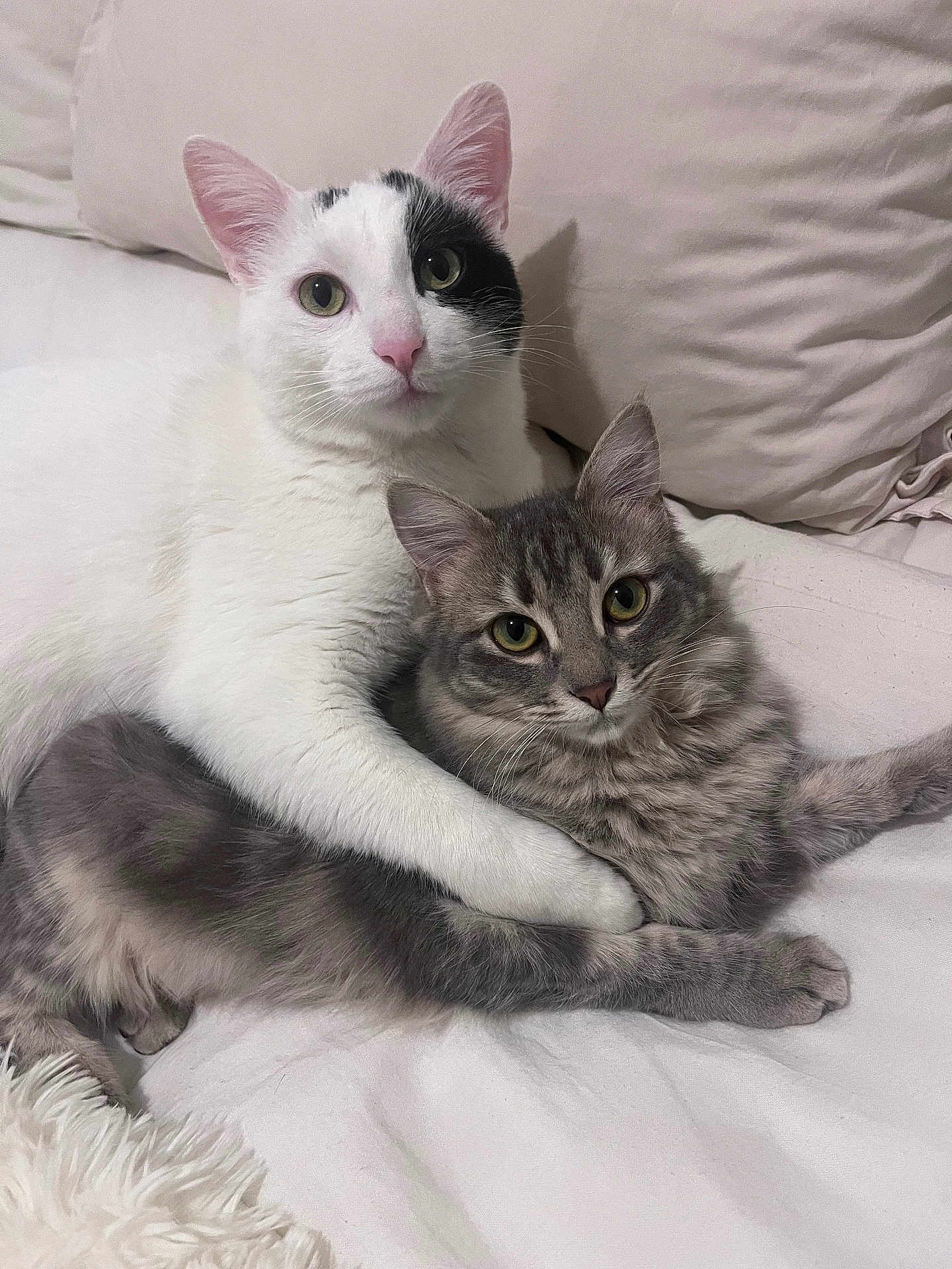 Black Et Nala a rejoint le concours — aidez-le/la à gagner de superbes lots ! cat, two_cats, white_cat, gray_cat, tabby, fur, pets, snuggling, bed, pillow, cozy, cute, animals, domestic_cat, whiskers, ears, eyes, companions, resting, indoor