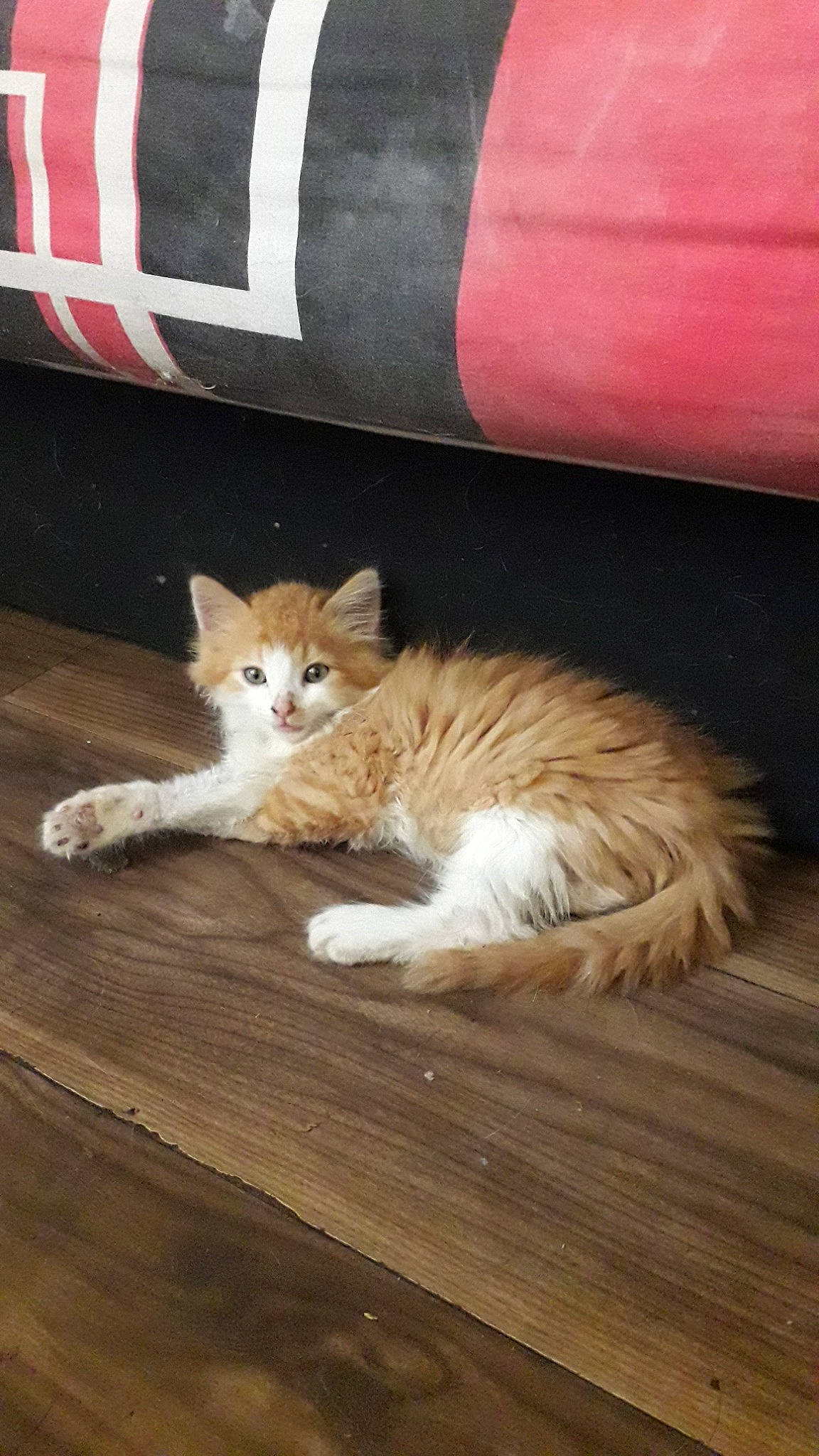 Mini a rejoint le concours — aidez-le/la à gagner de superbes lots ! carnivore, cat, cymric, domestic_long_haired_cat, domestic_short_haired_cat, european_shorthair, fawn, felidae, floor, flooring, fur, hardwood, kitten, maine_coon, mammal, norwegian_forest_cat, small_to_medium_sized_cats, tail, whiskers, wood