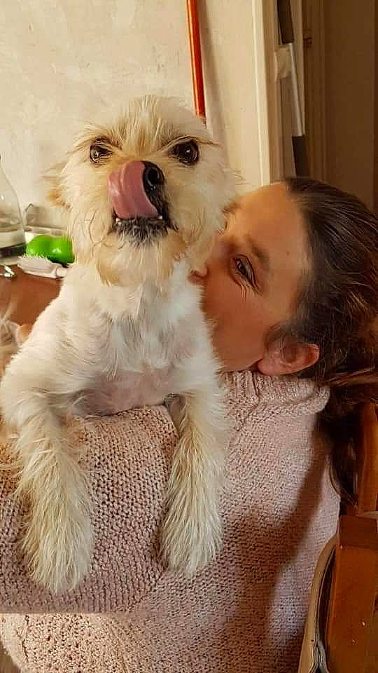 Maki participe au concours pour gagner de l'argent avec cette photo : bow_tie, canidae, carnivore, companion_dog, dog, dog_breed, dog_clothes, dog_collar, dog_supply, eyewear, fawn, fur, puppy_love, shih_poo, small_terrier, snout, sporting_group, terrier, toy_dog, working_animal