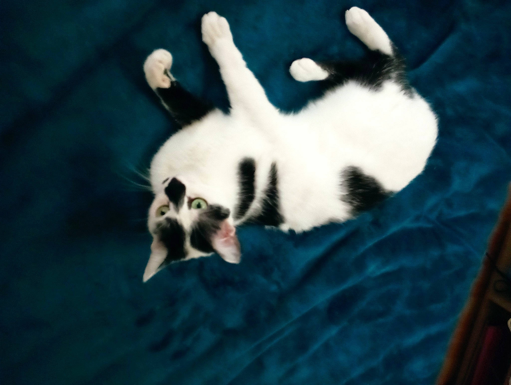 Hermione participe au concours pour gagner de l'argent avec cette photo : canidae, carnivore, cat, comfort, darkness, dog_breed, felidae, fur, paw, shadow, small_to_medium_sized_cats, snout, tail, terrestrial_animal, whiskers