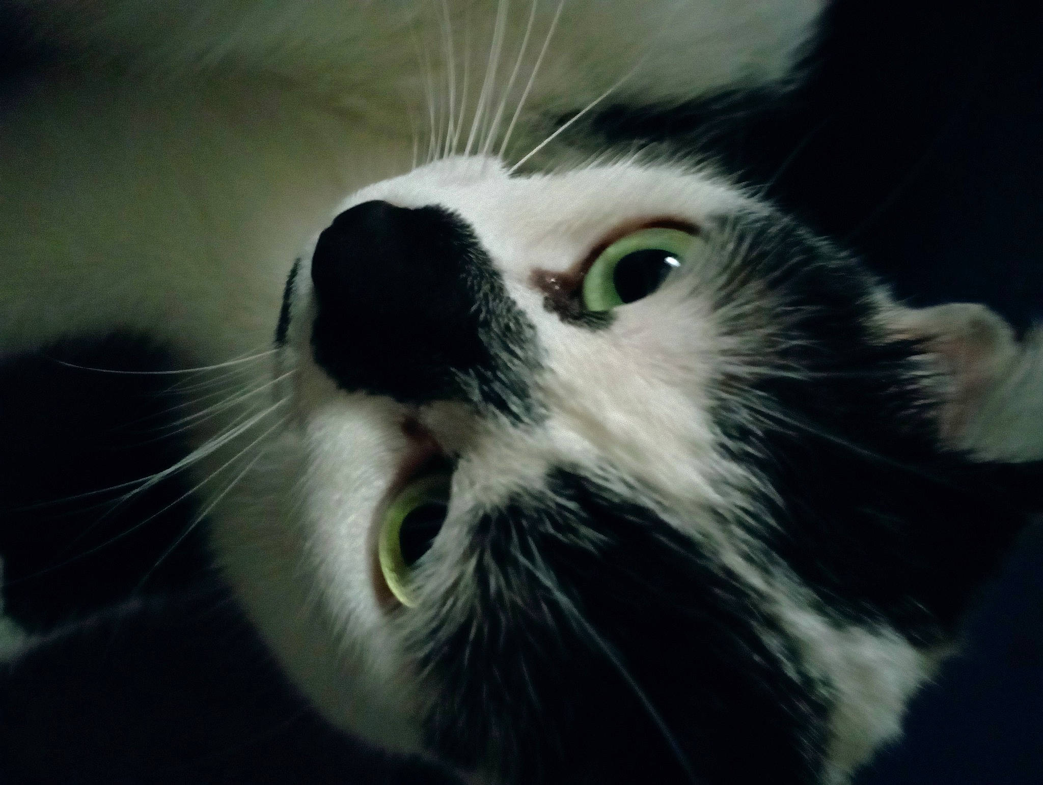 Hermione a rejoint le concours — aidez-le/la à gagner de superbes lots ! carnivore, cat, close_up, cucumber, domestic_short_haired_cat, felidae, fur, grass, macro_photography, plant, small_to_medium_sized_cats, snout, terrestrial_animal, whiskers, window