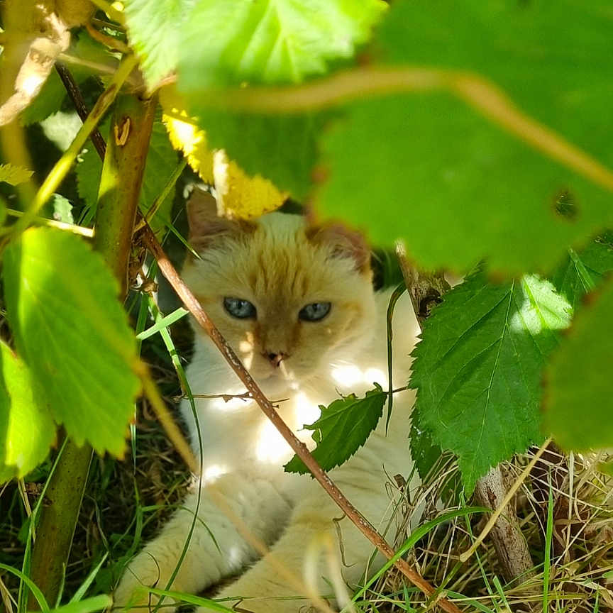 Marley participe au concours pour gagner de l'argent avec cette photo : animal, blue_eyes, camouflage, cat, close_up, cute, daylight, feline, fur, grass, greenery, hiding, leaf, nature, outdoor, pet, plants, resting, shaded, wildlife