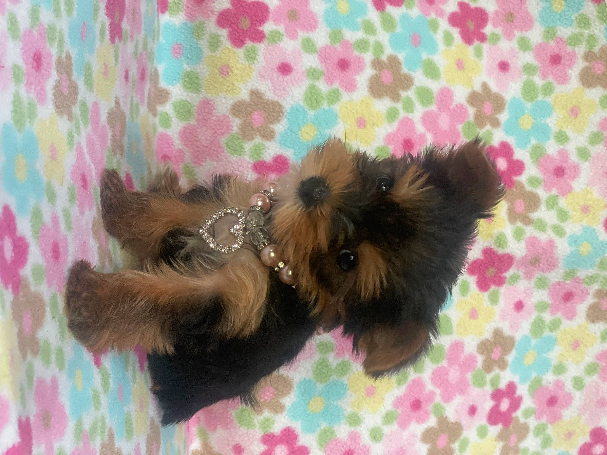 Mia joined the competition — help win amazing prizes! canidae, carnivore, companion_dog, dog, dog_breed, dog_supply, fawn, felidae, fur, liver, pattern, pet_supply, pink, snout, sporting_group, tail, terrier, toy_dog, whiskers, working_animal