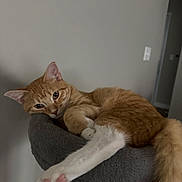 Simon joined the competition — help win amazing prizes! cat, orange_tabby, pet, animal, feline, cat_tree, paw, pink_pads, relaxed, indoor, cozy, resting, stretching, fur, whiskers, ears, tail, home, cute, sleepy