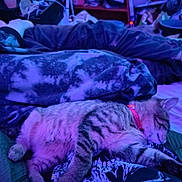 Oscar joined the competition — help win amazing prizes! bed, blanket, blue_lighting, casual, cat, clothing, collar, comfort, cozy, fur, indoor, legs, person, pet, purple_lighting, relaxing, resting, sleeping, striped, tabby_cat