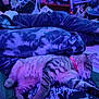 bed, blanket, blue_lighting, casual, cat, clothing, collar, comfort, cozy, fur, indoor, legs, person, pet, purple_lighting, relaxing, resting, sleeping, striped, tabby_cat