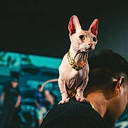 Pinky joined the competition — help win amazing prizes! cat, sphynx_cat, hairless_cat, pet, animal, shoulder, person, gold_chain, collar, large_ears, wrinkled_skin, standing, portrait, indoor, crowd, event, fashion, blurred_background, dramatic_lighting, black_clothing